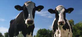 picture of two cows